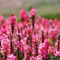 Lavender seeds, Provence lavender seeds, potted plants, easy to survive, indoor and outdoor fragrant grass seeds thumbnail 5