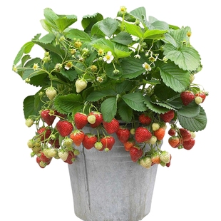 海蒂的花园旗舰店盆栽草莓苗秧多季节结果黑珍珠红颜奶油草莓苗
