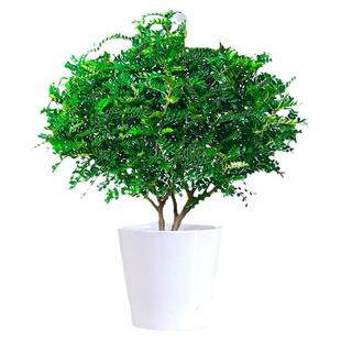 正宗清香胡椒木盆栽花卉室内外驱蚊草植物树苗老桩盆景九里香绿植