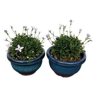 姬犬蓼玉带草蓝白花耳草虎耳草易养护室内外桌面迷你观赏绿植盆栽