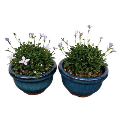 蓝花耳草爆花王迷你阳台桌面绿植