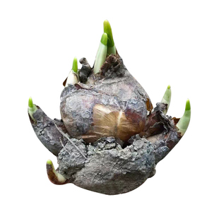 水仙花种球盆栽漳州特大单瓣秋冬水培耐寒室内花卉植物好养种子苗