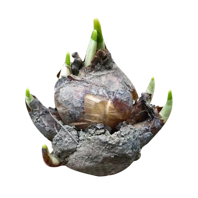 水仙花种球盆栽漳州特大单瓣