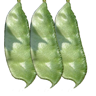 猪耳朵扁豆种子特早熟肉厚绿眉豆传统农家扁豆角籽春季播蔬菜种孑