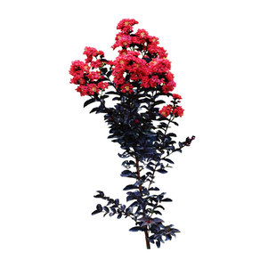 进口紫叶紫薇别墅庭院耐寒风景树红花紫薇小叶紫薇花树苗盆栽植物