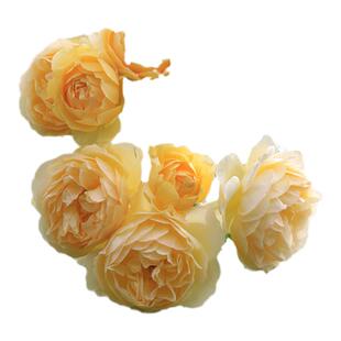 蔷薇花苗爬藤四季好养植物藤本月季花花卉盆栽特大花室外阳台绿植