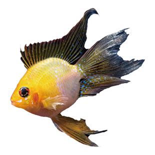 金波子阿凡达凤凰鱼短鲷鱼皮卡丘宝篮球热带观赏鱼活体小型淡水鱼