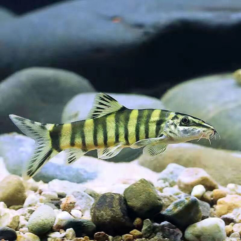 新款壮体沙鳅 原生冷水鱼 漓江副鳅 底层工具鱼 吃残渣粪便清洁鱼