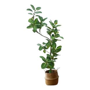 网红孟加拉榕盆栽客厅绿植大型黄金榕高山榕树室内落地橡皮面包树