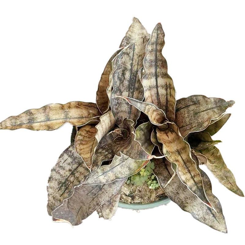 原色枯叶虎皮兰泰国庭院大型花卉