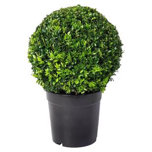 小叶黄杨球瓜子黄杨四季常青别墅地栽庭院花坛耐寒绿化植物篱笆墙