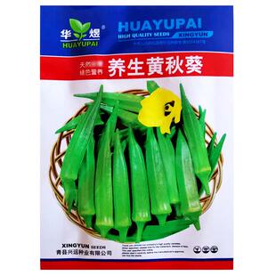 养生黄秋葵种子苗高产羊角豆春季盆栽阳台庭院农家作物蔬菜种籽孑
