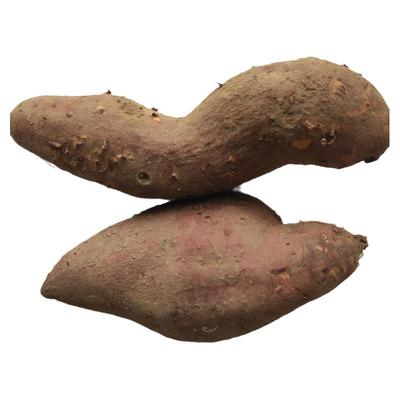 南通农家新鲜红薯黄心山芋可烤地瓜糖心蜜薯农家种植健康营养现货
