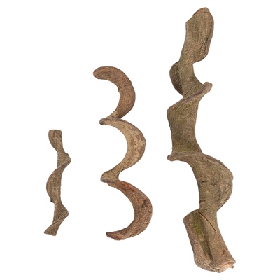 树蛙睫角树栖攀爬树藤过江龙藤爬宠饲养箱造景植物藤条藤蔓爬宠箱