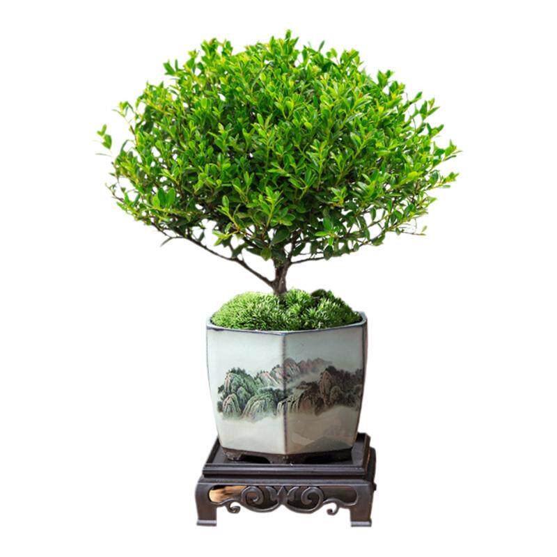 小叶赤楠老桩盆景苗植物花卉微景观水培办公室内好养四季常青盆栽