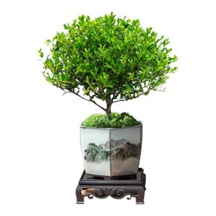 小叶赤楠老桩盆景苗植物花卉微景观水培办公室内好养四季常青盆栽