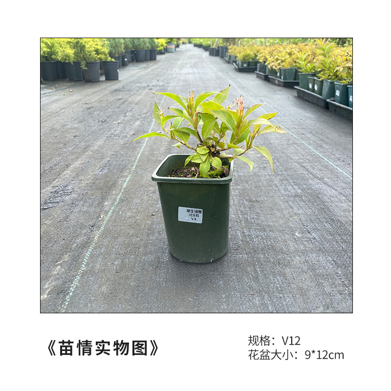 有寻植物 矮生锦带红宝石多年生灌木耐寒花期长阳台庭院盆栽花卉