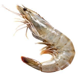 大虾鲜活冷冻特大号南美对虾厄瓜多尔白虾冷冻海虾鲜活速冻礼盒装