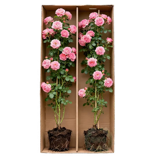 【1米6大苗】蔷薇花苗爬藤四季花卉藤本月季特大花植物盆栽玫瑰花