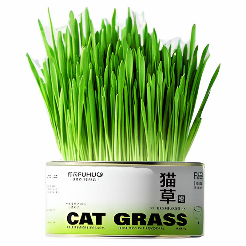 猫草无土小麦种子籽水培盒盆栽即食去化毛球懒人猫咪零食用品幼猫