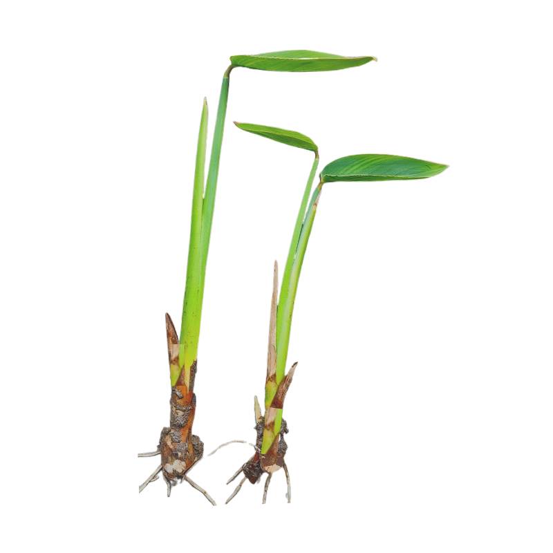 再力花苗水生植物庭院水培