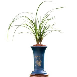 翁源兰花喜花里老种蕙兰红香妃红草开花浓香型超好养室内绿植花卉