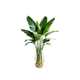 水培天堂鸟植物盆栽花卉绿植室内客厅水养龟背竹大叶植物四季常绿