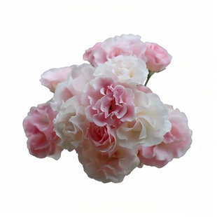 粉木香玫红木香爬藤花墙拱门月季蔷薇浓香盆栽地栽庭院攀爬月季苗