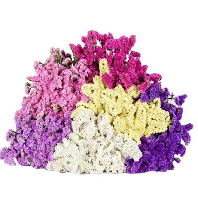 云南勿忘我摆设大束论斤卖干花