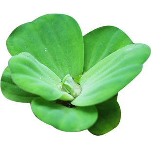 水芙蓉水浮莲水浮萍水葫芦水生鱼缸水草植物净化水质龟缸水族造景