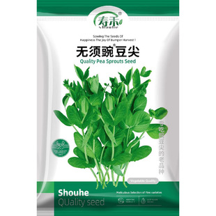无须豌豆苗种子豌豆种籽尖芽苗菜孑豌豆种子吃苗四川碗豆种苗种