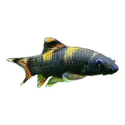 老虎小精灵鱼虎纹精灵鱼淡水进口原生溪流鱼除藻除苔小型鱼活体