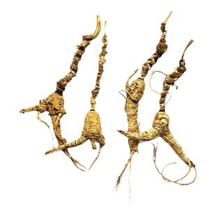 人参林下参残支纯籽货林下参纯野播籽参野山参山妞妞基地直供包邮