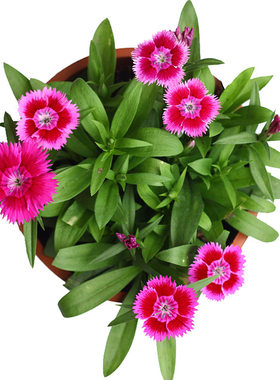 多年生花期长易活四季种