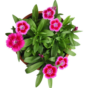 五彩石竹种子四季花种易活混色欧石竹庭院美国石竹草花种籽子花籽