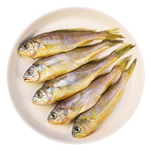 小黄花鱼新鲜速冻海捕鲜活小黄鱼冷冻生鲜海鲜水产深海鱼商用