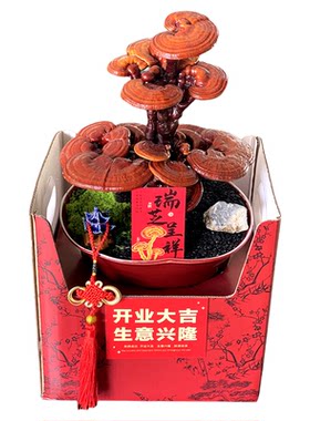 瑞芝呈祥.高档绿植礼品.灵芝盆栽
