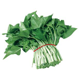 竹叶空心菜种子小叶种籽苗四季菜苗带根菜种柳叶蔬菜菜籽水孑籽种