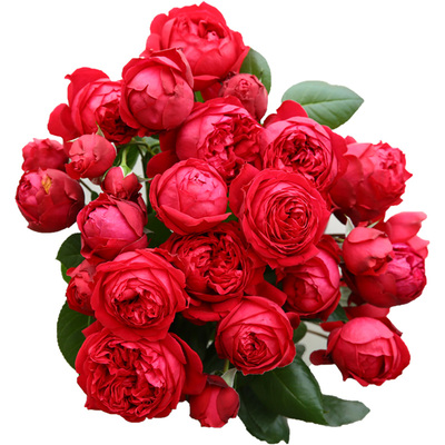 天狼月季爬藤拱门月季/玫瑰