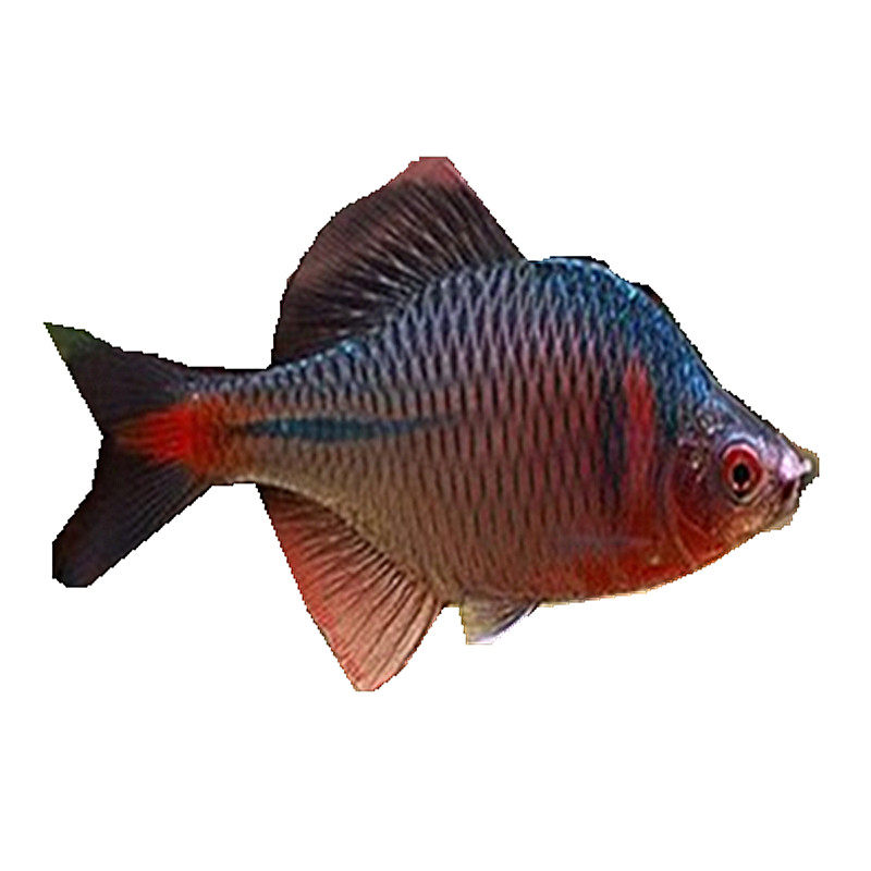 冷水鱼原生鱼马口鱼活体长鳍鱲虾虎吸鳅清道夫高体鳑鲏观赏鱼_虎窝淘