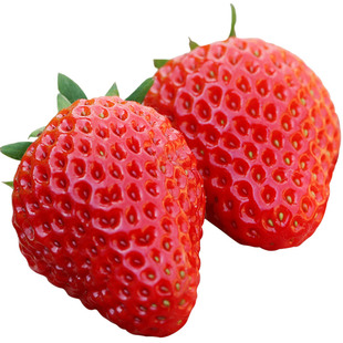 密农人家 北京本地新鲜红颜奶油草莓 甜度高现摘大果送礼礼盒