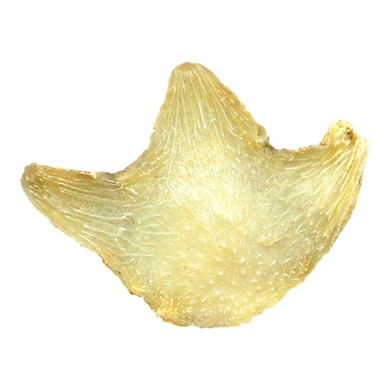 白芨中药材正品旱白芨片白及粉