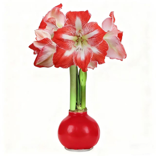 蜡封朱顶红种球重瓣进口双龙花孔雀特大蜡球室内球根花卉年宵花