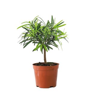 发财树绿植盆栽文竹植物办公室内桌面摆件好养四季常青富贵竹花卉