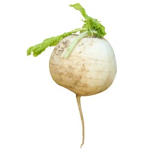 蜂蜜圆白萝卜种子种籽子秋四季孑籽种春不老糖晶白皮冰糖水果罗卜