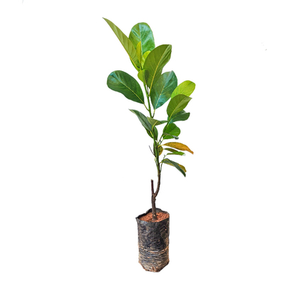 正品嫁接四季常绿高产菠萝蜜包活