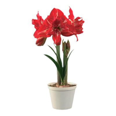 塔莎的花园朱顶红进口种球多年生