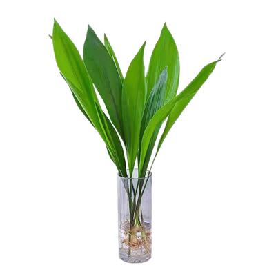 水培一叶兰绿植室内水养懒人植物