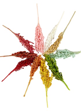 高粱穗小籽diy干花带枝果实颗粒