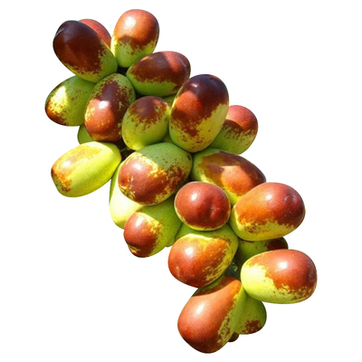 枣树活苗南北方种植嫁接大苗